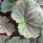 Saxifraga stolonifera 'Kinki Purple' Saxifraga stolonifera 'Kinki Purple'