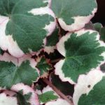 Saxifraga stolonifera 'Tricolor' Saxifraga stolonifera 'Tricolor'