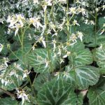 Saxifraga stolonifera Saxifraga stolonifera