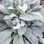 Stachys byzantina 'Big Ears' Stachys byzantina 'Big Ears'