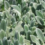 Stachys byzantina 'Silver Carpet' Stachys byzantina 'Silver Carpet'