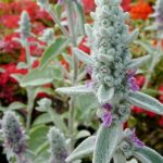 Stachys byzantina Stachys byzantina