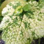 Tolmiea menziesii 'Taff's Gold' Tolmiea menziesii 'Taff's Gold'