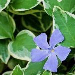 Vinca major 'Variegata' sin. V. major 'Elegantissima' Vinca major 'Variegata'