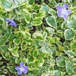 Vinca minor 'Argenteovariegata' Vinca minor 'Argenteovariegata'