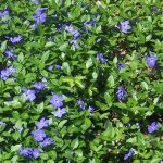Vinca minor Vinca minor
