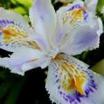 Iris japonica Iris japonica