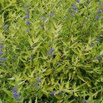 Caryopteris × clandonensis 'Worcester Gold' Caryopteris × clandonensis 'Worcester Gold'