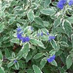 Caryopteris x clandonensis 'White Surprise' Caryopteris x clandonensis 'White Surprise'