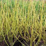 Cornus sericea 'Flaviramea' Cornus sericea 'Flaviramea'
