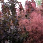 Cotinus coggygria 'Royal Purple' Cotinus coggygria 'Royal Purple'