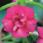 Achimenes 'Last Dawn' Achimenes 'Last Dawn'