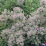 Cotinus coggygria Cotinus coggygria