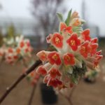Edgeworthia chrysantha 'Red Dragon' Edgeworthia chrysantha 'Red Dragon'