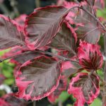 Fagus sylvatica 'Purpurea Tricolor' Fagus sylvatica 'Purpurea Tricolor'