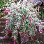 Fuchsia magellanica sin. Fuchsia magellanica 'Tenella' Fuchsia magellanica sin. Fuchsia magellanica 'Tenella'