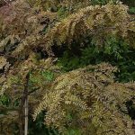 Gleditsia triacanthos inermis 'Ruby Lace' Gleditsia triacanthos inermis 'Ruby Lace'