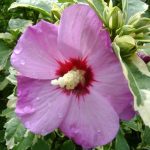 Hibiscus syriacus 'Purpureus Variegatus' Hibiscus syriacus 'Purpureus Variegatus'