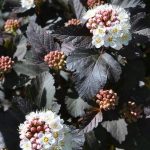 Physocarpus opulifolius 'Diabolo' Physocarpus opulifolius 'Diabolo'