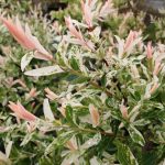 Salix integra 'Hakuro Nishiki' Salix integra 'Hakuro Nishiki'