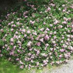 Spiraea japonica 'Little Princess' Spiraea japonica 'Little Princess'