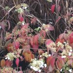 Viburnum plicatum 'Summer Snowflake' Viburnum plicatum 'Summer Snowflake'