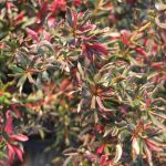 Berberis candidula 'Jytte' Berberis candidula 'Haalboom'