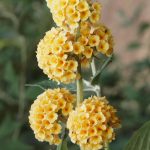 Buddleja × weyeriana 'Sungold’ Buddleja × weyeriana 'Sungold’
