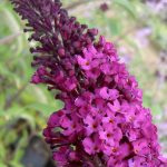 Buddleja davidii 'Royal Red' Buddleja davidii 'Royal Red'