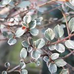Cotoneaster atropurpureus 'Variegatus' Cotoneaster atropurpureus 'Variegatus'