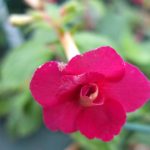 Achimenes 'Night Falls' Achimenes 'Night Falls'