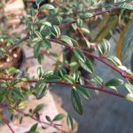 Cotoneaster salicifolius 'Repens' Cotoneaster salicifolius 'Repens'