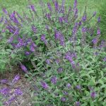 Buddleja davidii 'Blue Chip' Buddleja davidii 'Blue Chip'