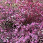 Loropetalum chinense 'Black Pearl' Loropetalum chinense 'Black Pearl'
