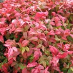 Nandina domestica 'Fire Power' Nandina domestica 'Fire Power'