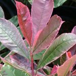 Photinia x fraseri 'Pink Marble' Photinia x fraseri 'Pink Marble'