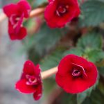 Achimenes 'Petite Fadette' Achimenes 'Petite Fadette'