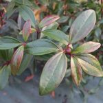 Viburnum propinquum Viburnum propinquum