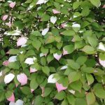 Actinidia kolomikta Actinidia kolomikta