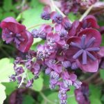 Akebia quinata Akebia quinata