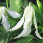 Clematis integrifolia 'Alba' Clematis integrifolia 'Alba'
