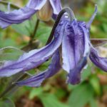 Clematis integrifolia 'Caerulea' Clematis integrifolia 'Caerulea'