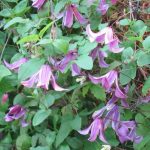 Clematis integrifolia 'Rosea' Clematis integrifolia 'Rosea'