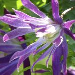 Clematis macropetala 'Jan Lindmark' Clematis macropetala 'Jan Lindmark'