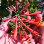 Lonicera × brownii 'Dropmore Scarlet' Lonicera × brownii 'Dropmore Scarlet'