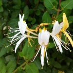 Lonicera caprifolium 'Madreselva' Lonicera caprifolium 'Madreselva'