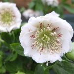Helleborus 'Double White Spotted' Helleborus 'Double White Spotted'