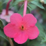 Achimenes 'Vivid' Achimenes 'Vivid'