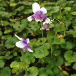 Viola hederacea Viola hederacea
