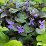 Viola labradorica Viola labradorica